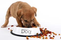 dog-food--for-puppy